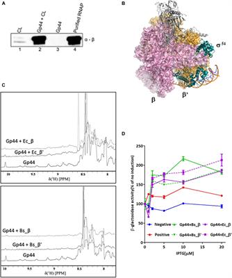 A Bacteriophage DNA Mimic Protein Employs a Non-specific Strategy to Inhibit the Bacterial RNA Polymerase